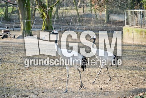 Mandschureikranich (1 von 3).jpg